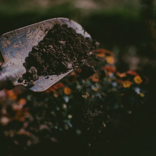 A person holding a shovel full of dirt in a garden.