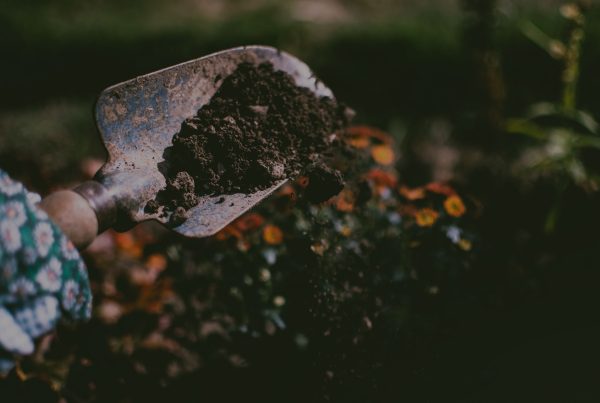 A person holding a shovel full of dirt in a garden.