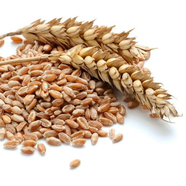 Augason-Farms-Red-Wheat