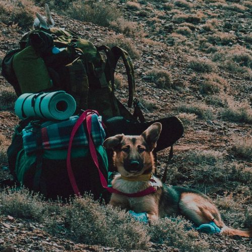 Backpacking food for dogs