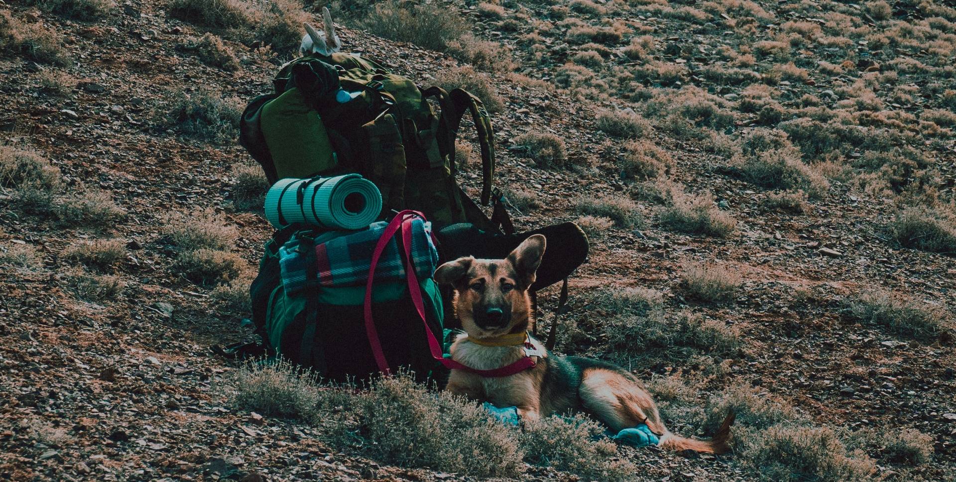 Backpacking Food for Your Dog: What to Pack and How to Pack It