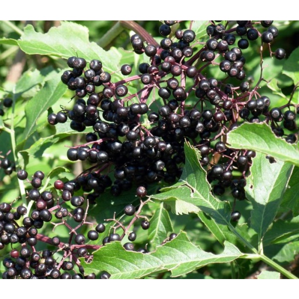 A plant with black berries and green leaves, like Enerhealth Botanicals ELDERBERRY EXTRACT 2oz Bottle - (SHIPS IN 1-2 WEEKS).