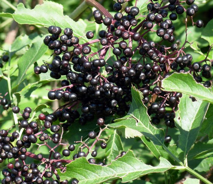 A plant with black berries and green leaves, like Enerhealth Botanicals ELDERBERRY EXTRACT 2oz Bottle - (SHIPS IN 1-2 WEEKS).