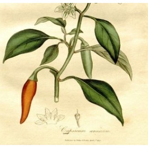 An old engraving of the Enerhealth Botanicals CAYENNE EXTRACT - 2 oz Bottle - (SHIPS IN 1-2 WEEKS) plant.