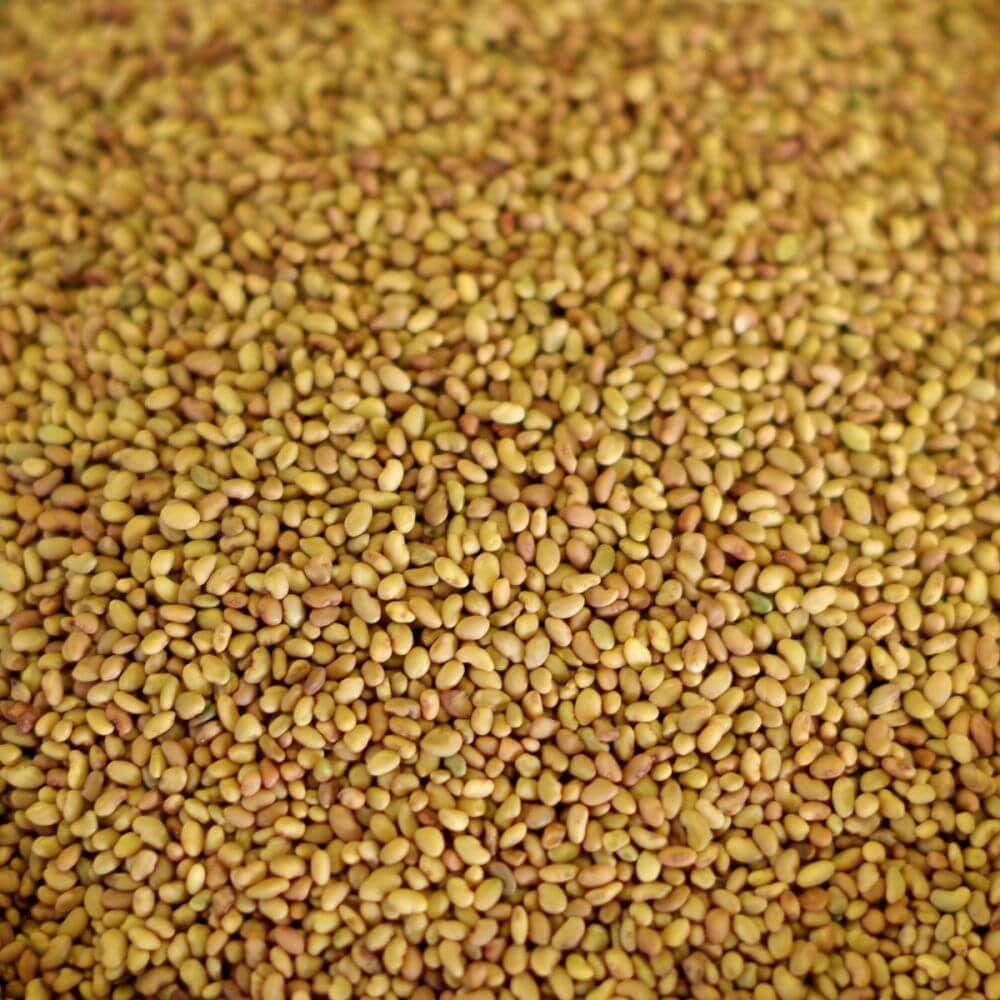 A close up of a pile of emergency food storage seeds.