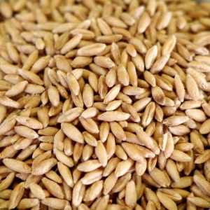 A close up of a pile of barley, suitable for emergency food storage purposes.
