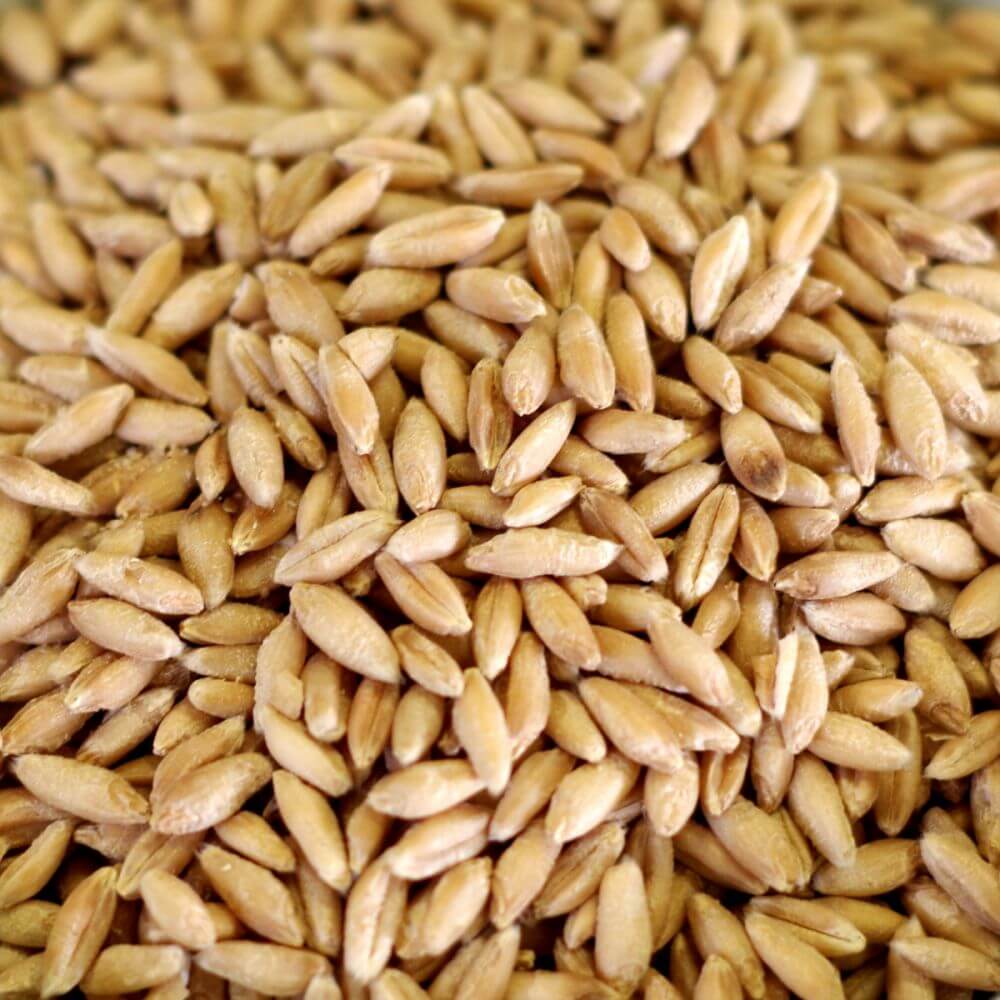 A close up of a pile of barley, suitable for emergency food storage.