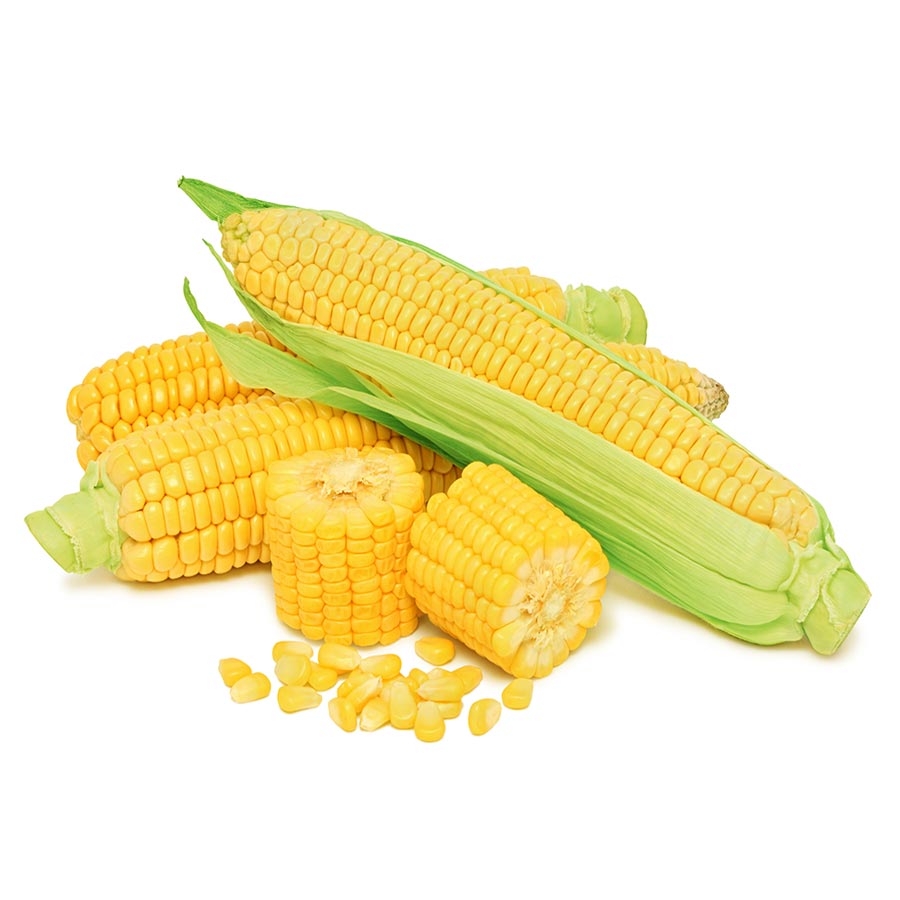 Corn on the cob isolated on a white background.