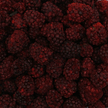 Close up blackberries, Harmony House Freeze Dried Blackberries (4 oz.)