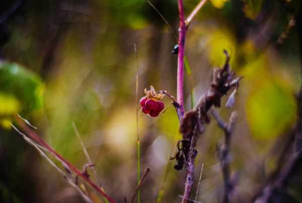A red berry, suitable for emergency food storage, is growing on a branch in a field.